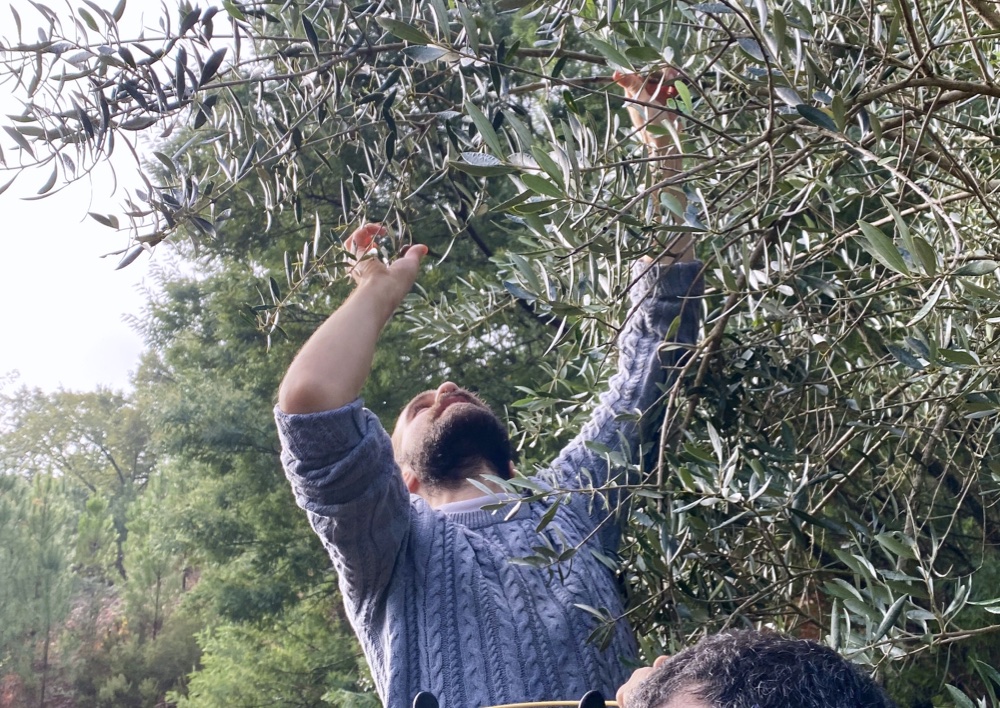 Olive Harvest Week